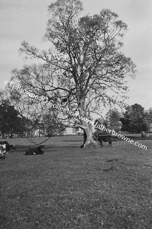 SUNLIGHT TREES AND BRANCHES WITH COWS IN FIELD